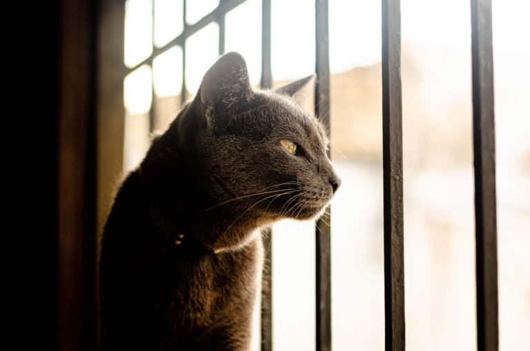 Do Pets Go to Heaven?