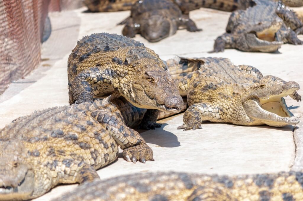 How Many Animals Were on Noah’s Ark?