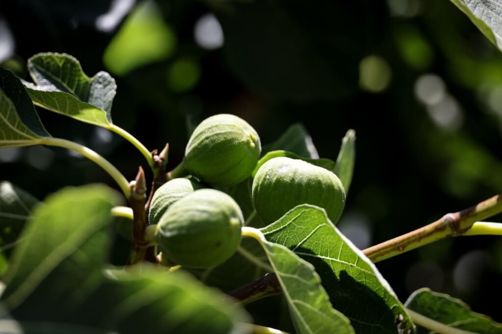 Why Did Jesus Curse the Fig Tree?