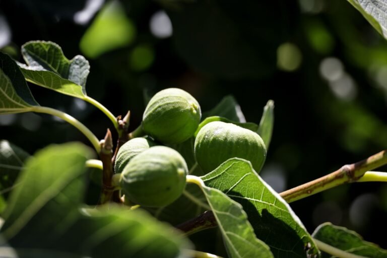 Why Did Jesus Curse the Fig Tree?