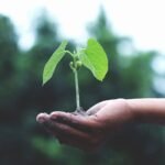 What Does Scripture Say About Environmental Stewardship?