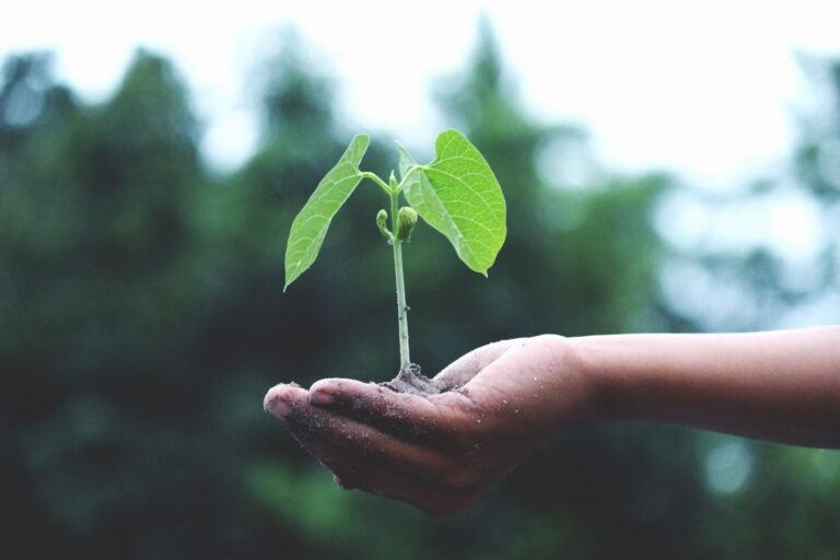 What Does Scripture Say About Environmental Stewardship?