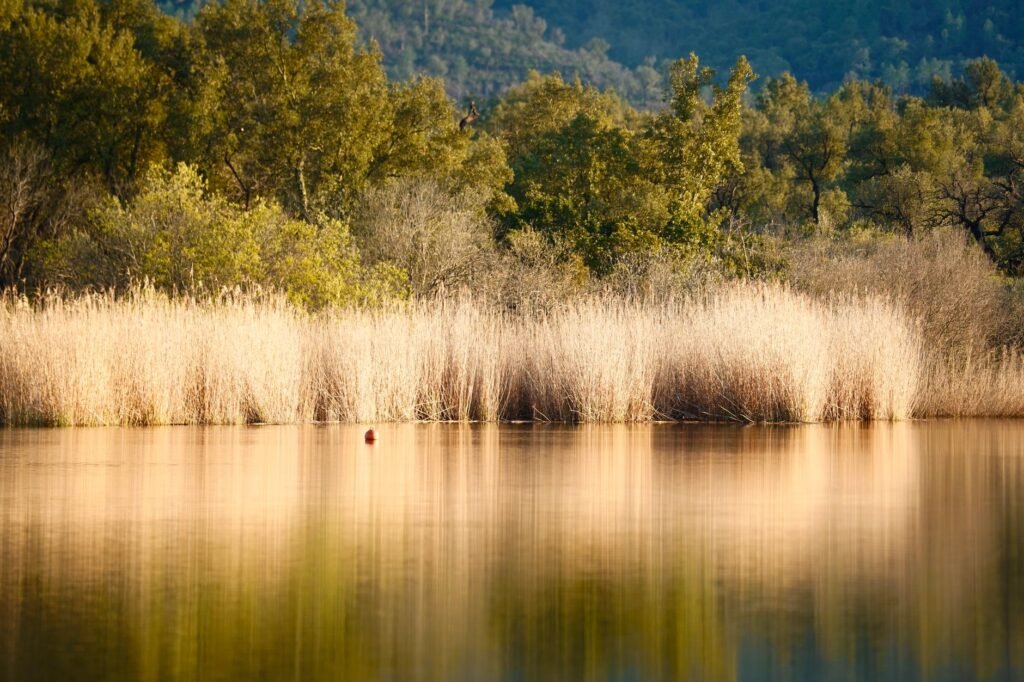 A peaceful nature scene representing tranquility and God's creation amidst struggles