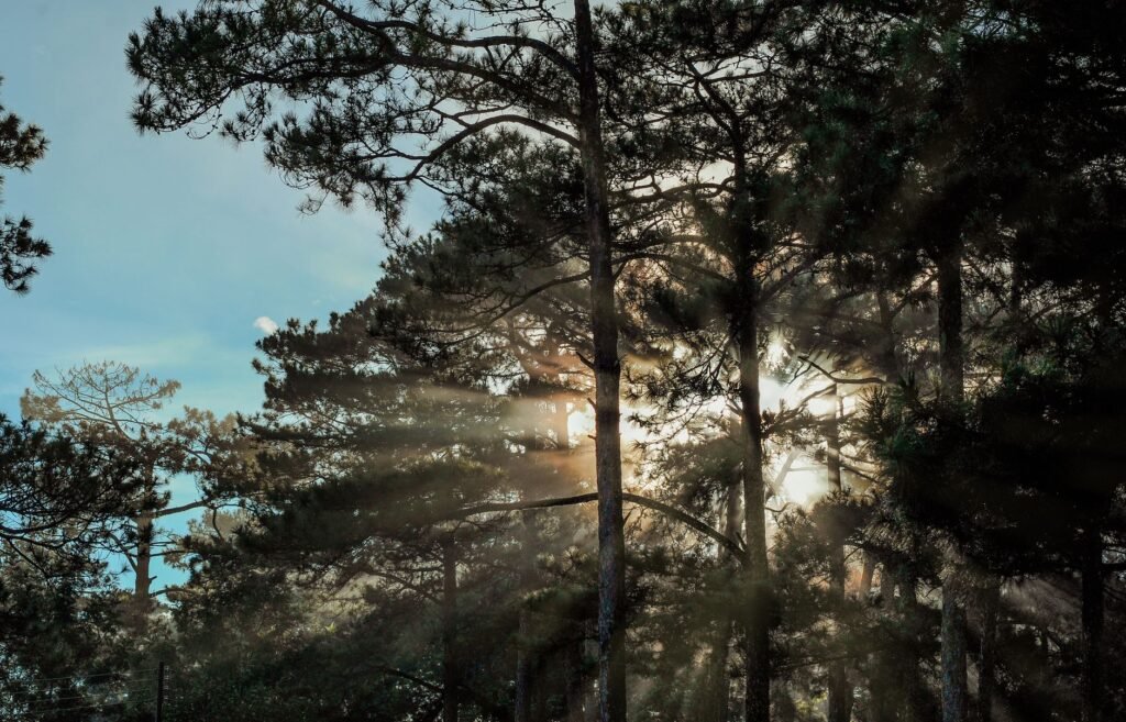 Captivating forest scene with sunrays filtering through trees at dawn