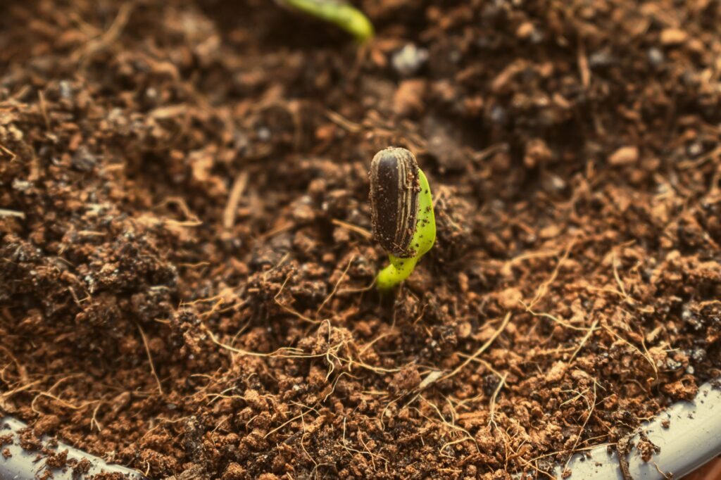 How Does Faith Grow?